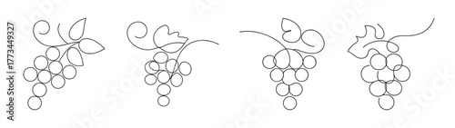 Four detailed sketches of grape bunches with leaves and stems