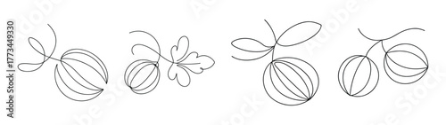 Four delicate sketches of gooseberry branches with berries and leaves