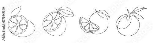 Four sketchy grapefruit designs with leaves and twigs for food design