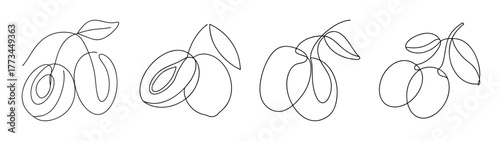 Detailed outline drawing of hog plums on branches with leaves