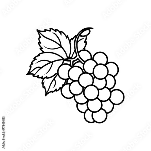 Outline drawing of some grapes on transparent background