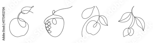 Four detailed sketches of mulberries and leaves in a natural setting