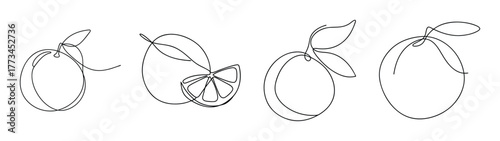 Four hand-drawn orange fruit sketches with leaves and stems