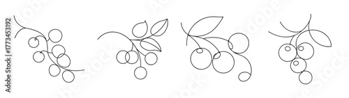Four branches of red currants with detailed delicate sketch lines