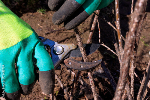 Sanitary pruning of berry bushes in the garden in early spring. Removing diseased and damaged branches to stimulate the growth of new shoots