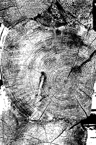 Rustic Tree Trunk Rings Texture