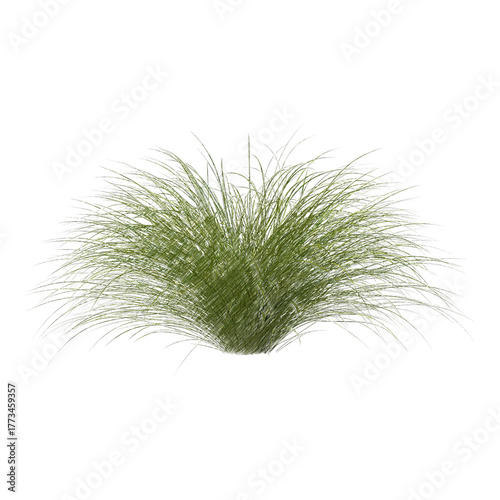 Sedge bush isolated transparent background sketch PNG
