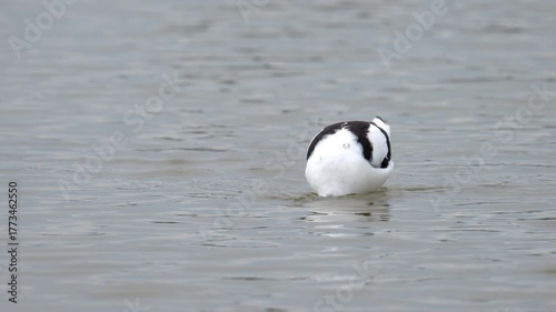 A Pied Avocet walking in shallow water