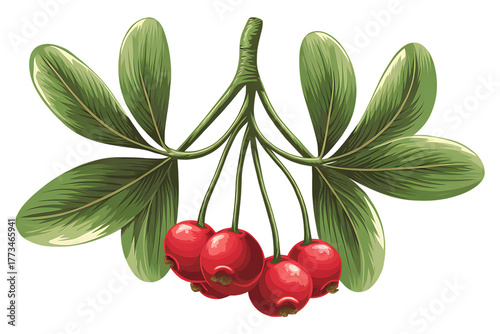Detailed botanical illustration of a branch with vibrant red berries and lush green leaves
