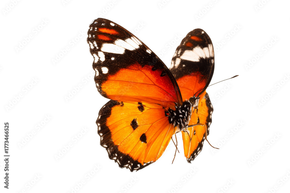 Fototapeta premium monarch butterfly on white background.