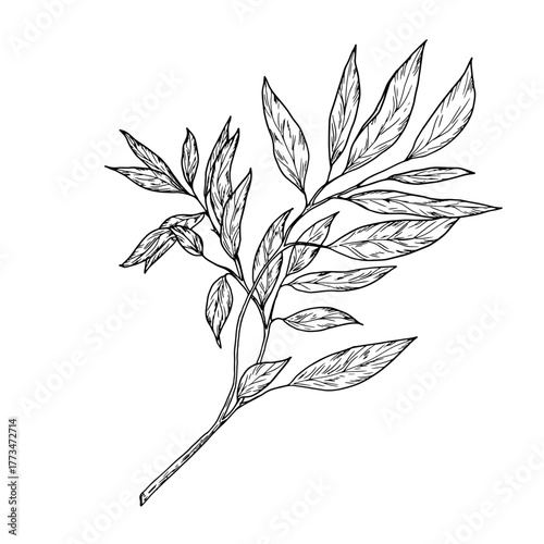 A twig with graceful, thin leaves. Vector illustration. Willow or eucalyptus branches isolated on a white background. Botanical illustration. Design element for cards and invitations, textile printing