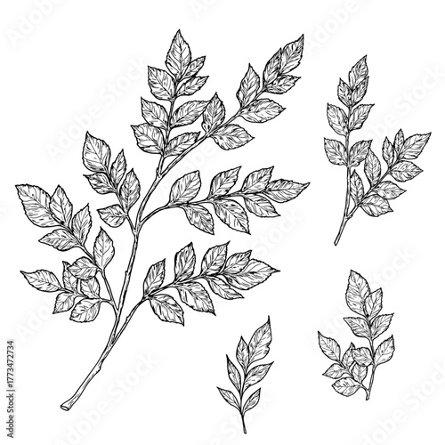 Elegant twigs with leaves, made by hand. Vector illustration, Botanical collection isolated on a white background. Suitable for postcards, logos, decorations, invitations, cosmetic design. 