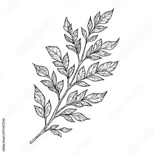 Elegant twigs with leaves, handmade. Vector illustration, Branches isolated on a white background. Suitable for postcards, logos, decorations, invitations, cosmetic design.