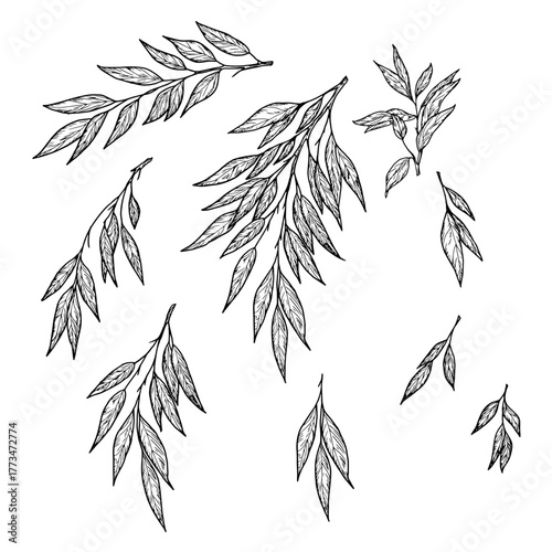 Branch with graceful, thin leaves. Vector illustration. Willow or eucalyptus twig, set isolated on a white background. Botanical illustration. Element for card and invitation design, textile printing.