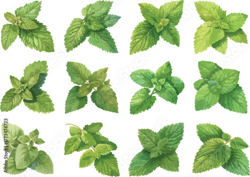 Watercolor Lemon Balm Leaf Clipart