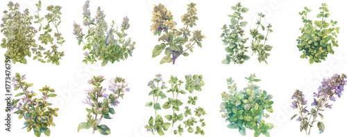 Watercolor Oregano Flower Clipart