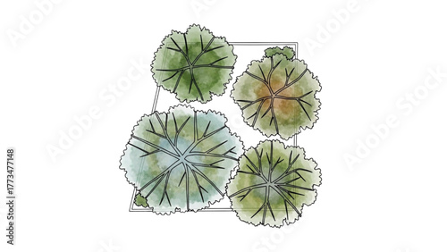 Hand-painted watercolor illustration depicting four leafy tree canopies from an aerial plan view