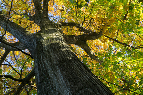 Magical view of mature huge red oak tree Quercus rubra with thick, textured branches and canopy of yellow-green autumn leaves against  clear blue sky