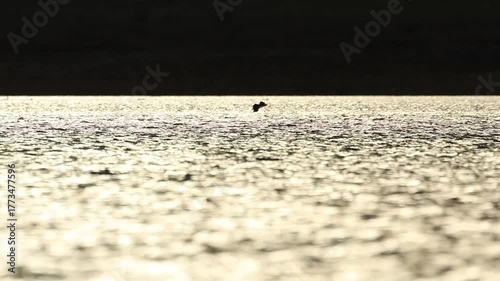 Silueta de somormujo lavanco en contraluz dramático batiendo sus alas al atardecer, Beniarres, España