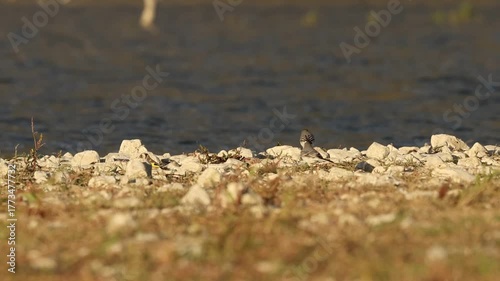 Jilgueros y Lavandera Blanca en la Orilla Seca del Pantano de Beniarrés, Comunidad Valenciana, España