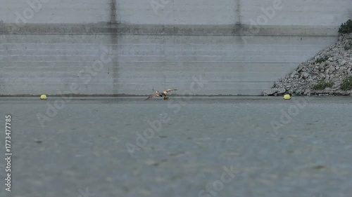 Cormorán Grande Aterrizando en la Base del Muro del Pantano de Beniarrés (Alacant), España