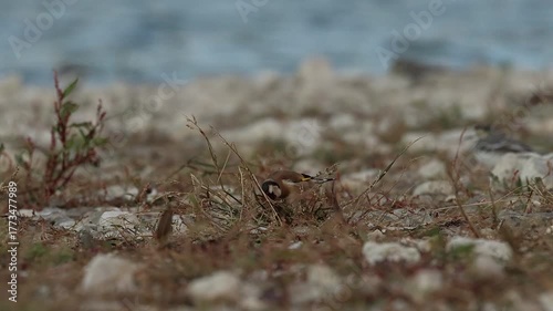 El jilguero salta ágilmente sobre la vegetación baja buscando semillas, Beniarres, España
