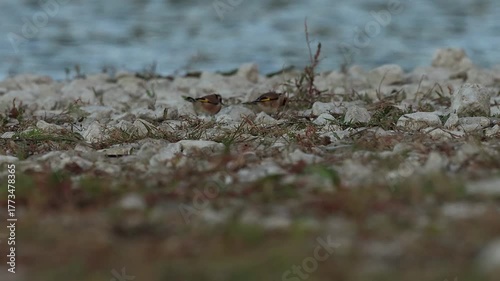 Interacción Agresiva entre Jilgueros, enfrentamiento y Sobresalto en la Orilla del lago, Beniarres, España