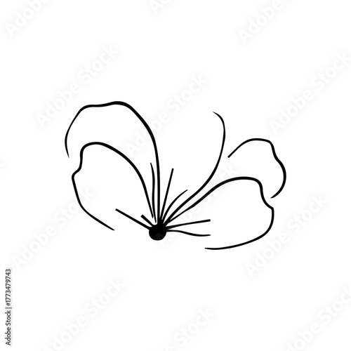 butterfly on white background