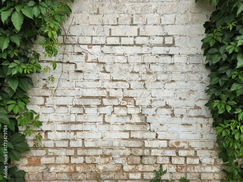 Wild grapes on a white stone wall. Postcard background