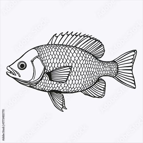 Line art illustration of a freshwater fish in profile