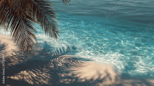 palm tree on the beach