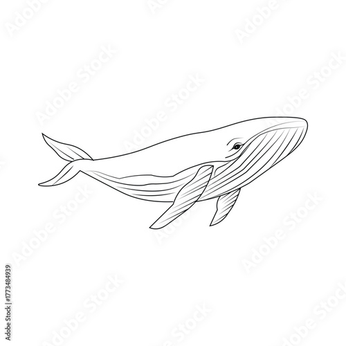 vector illustration of a whale, whale