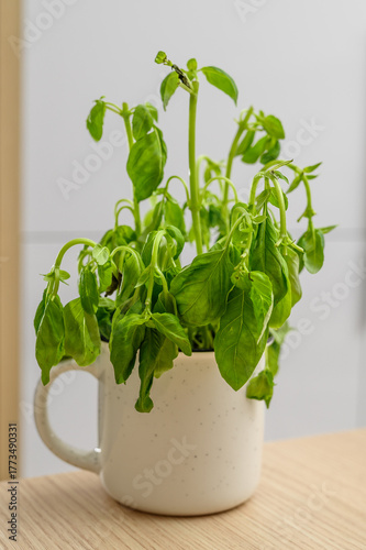 Quadro em tela Withering basil in a pot against a light background, lack of water, dying plant