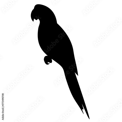 Parrot Silhouette 