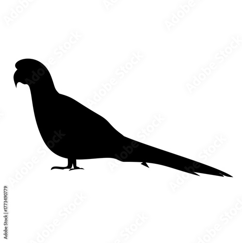 Parrot Silhouette 