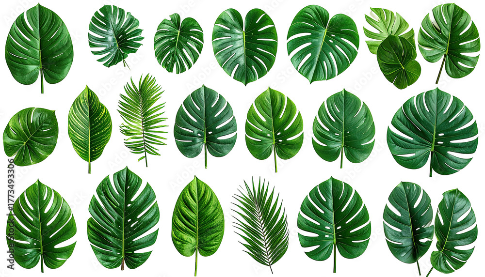 Fototapeta premium Collection of vibrant, diverse, verdant tropical leaves against black