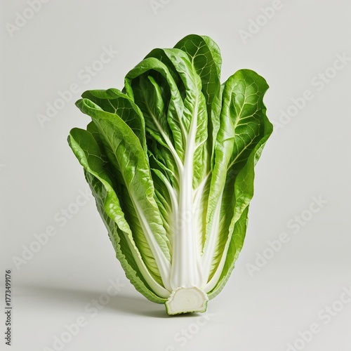 Fresh Romaine Heart: A Crisp, Upright Vegetable Portrait: This clean, high-key studio shot features a whole head of vibrant green romaine lettuce, standing vertically to show the crisp white core and 