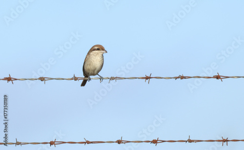 An extremely rare Brown Shrike, Lanius cristatus, perching on a barbed wire fence. It is using the high vantage point to see insects and flies out and catches them as they fly past.