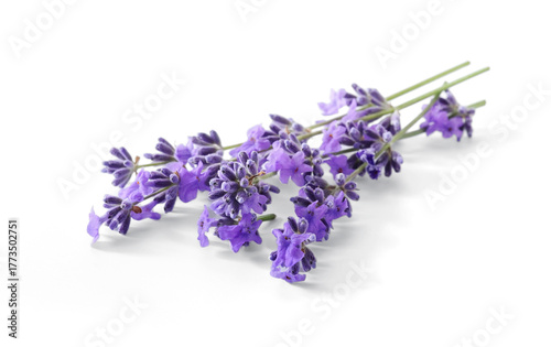 Lavender sprigs with purple flowers isolated. Lavender flowers on white.