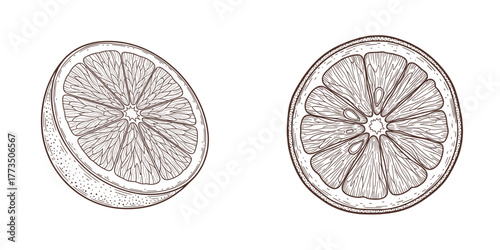 Hand-drawn citrus fruit slices vintage style in brown lines, isolated on transparent background