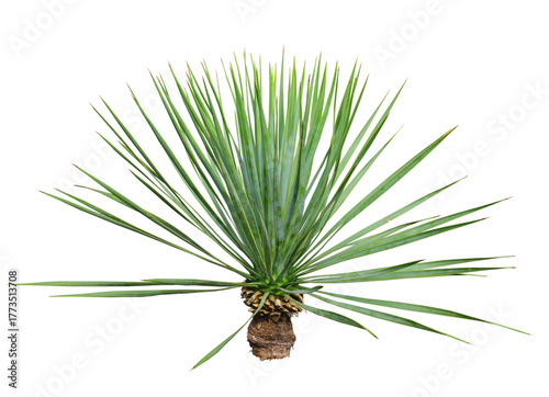 ユッカロストラータ　樹高90cm