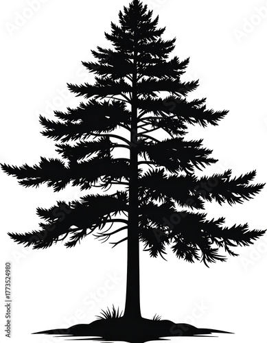 Simple graphic of a pine tree silhouette against white
