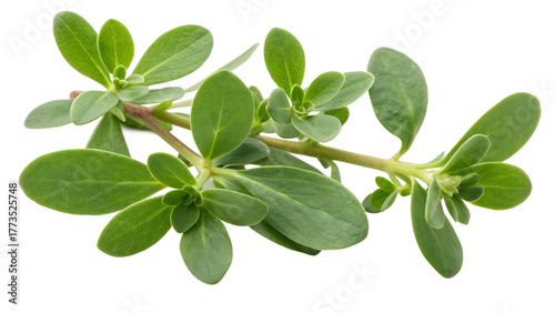 Portulaca oleracea leaves portrayed realistically cut out on PNG. AI GENERATED.
