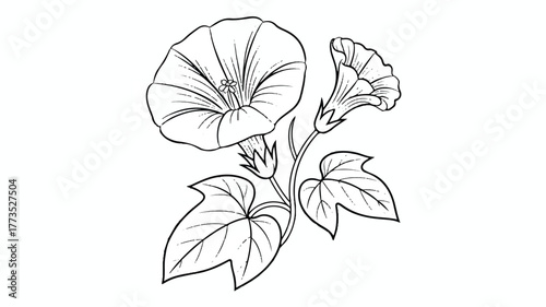 A black and white line drawing of a morning glory flower and vine. The main flower is large and circular, with radiating lines showing its petal pattern.  