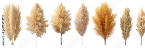 Assortment of dried feathery grass plumes in varying light brown shades