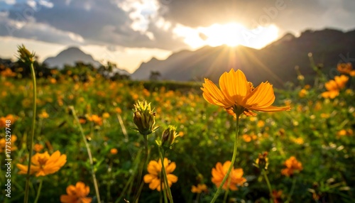 Vibrant yellow cosmos flowers in a field at sunset