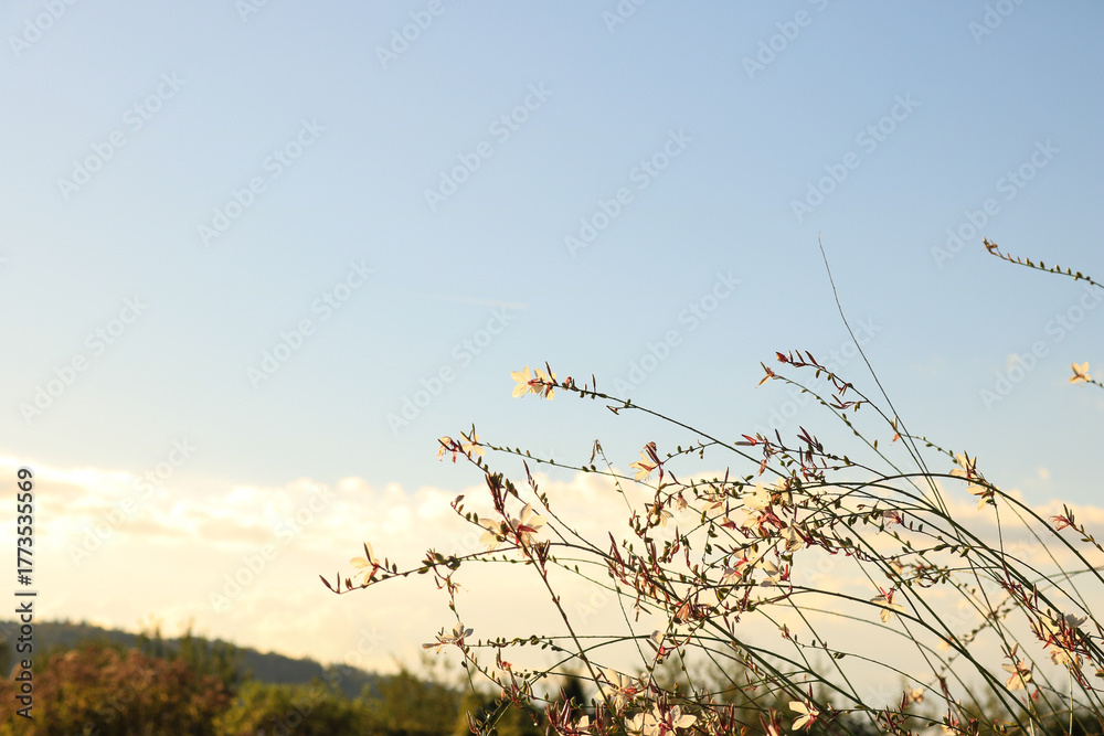 Fototapeta premium Delicate wildflowers with thin stems against a clear blue sky, creating a light and airy nature background.