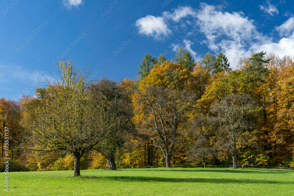 Fototapeta premium Wiese vor Herbstwald