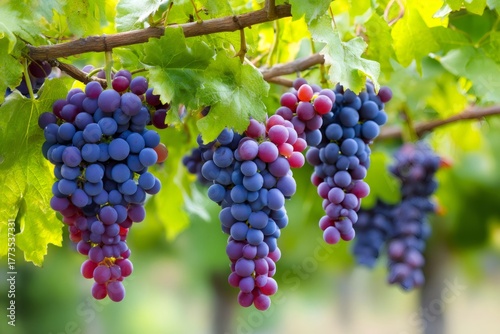 Wallpaper Mural Ripe red grapes hanging on a vineyard vine Torontodigital.ca