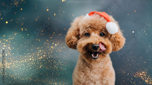 Close-up small ginger poodle dog in a Santa cap on a blue-green background. Pet's portrait. Christmas greetings card, front view